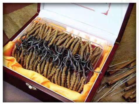 阜康冬虫夏草回收